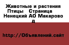 Животные и растения Птицы - Страница 2 . Ненецкий АО,Макарово д.